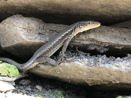 Caucasian lizard