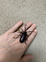 Prionus californicus