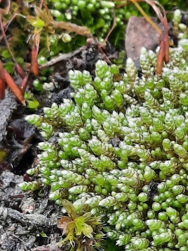 Bryum argenteum