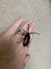 Prionus californicus