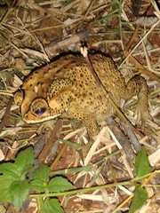 Duttaphrynus melanostictus