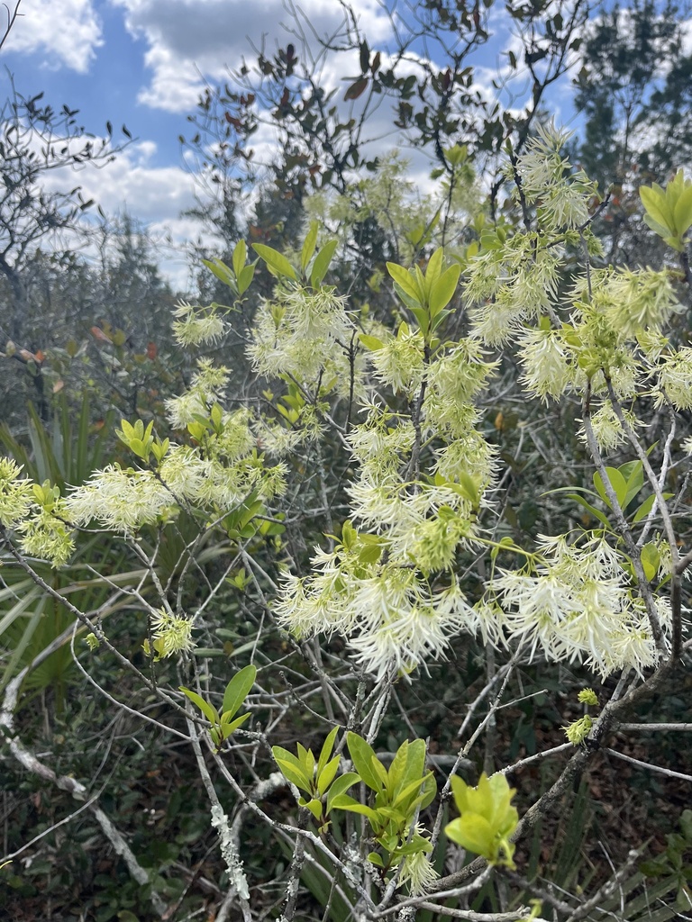 Foto de Cabeludinha