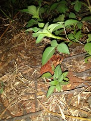 Duttaphrynus melanostictus