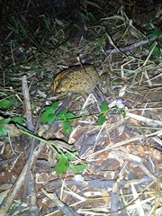 Duttaphrynus melanostictus