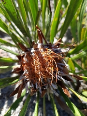 Protea aspera