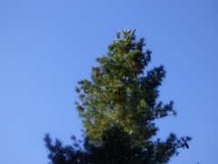 Pinus stylesii