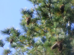 Pinus stylesii