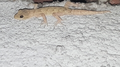 Mediodactylus kotschyi