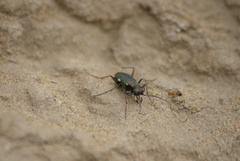 Cylindera germanica