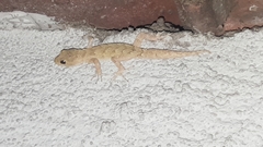 Mediodactylus kotschyi