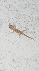 Mediodactylus kotschyi