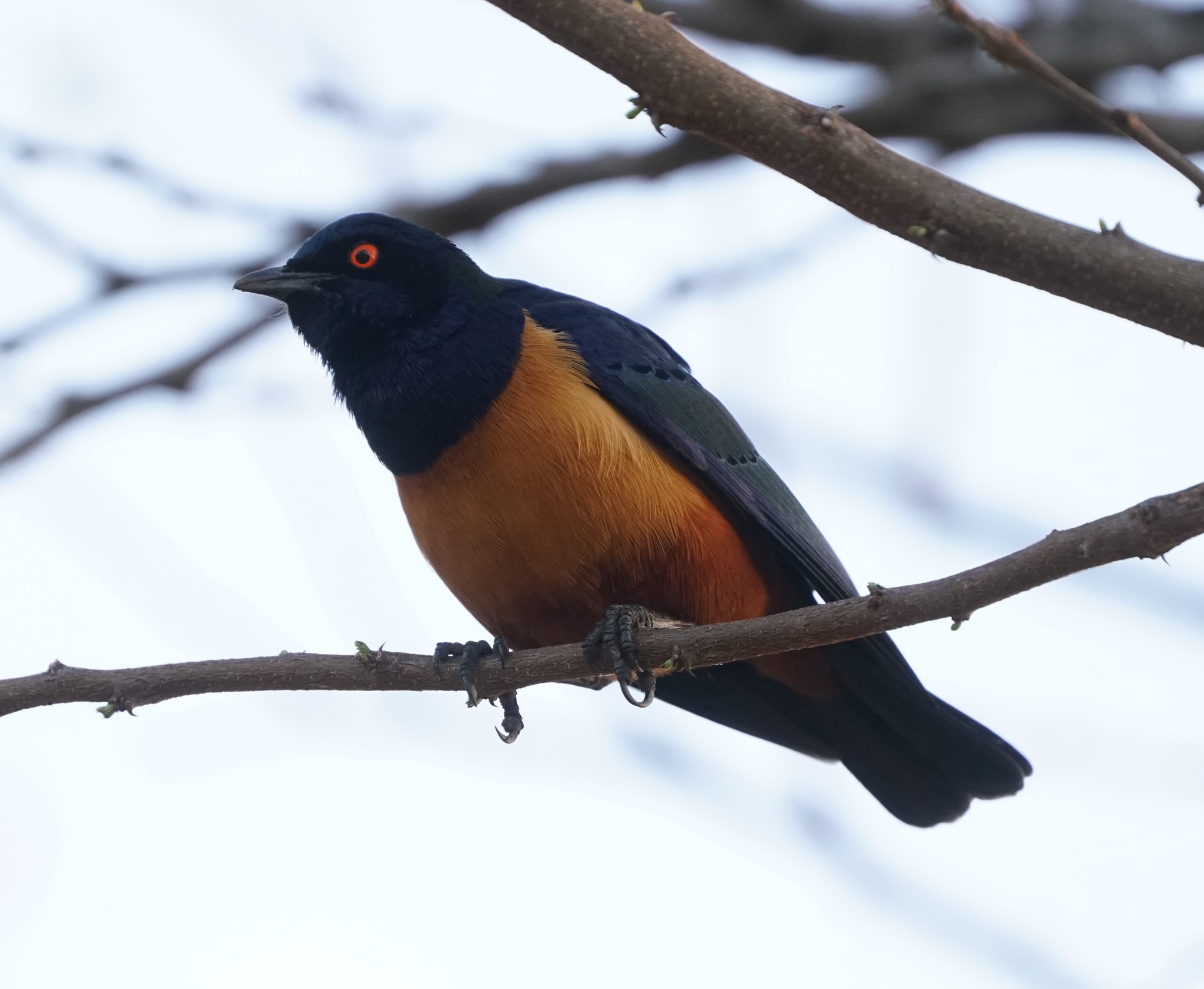 Hildebrandt's Starling illustration