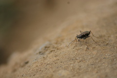 Cylindera germanica