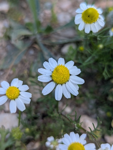 German Chamomile