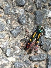 Buprestis rufipes
