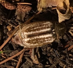 Anoxia australis