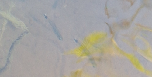 Dwarf flag tetra (Hyphessobrycon elachys) — Characidae