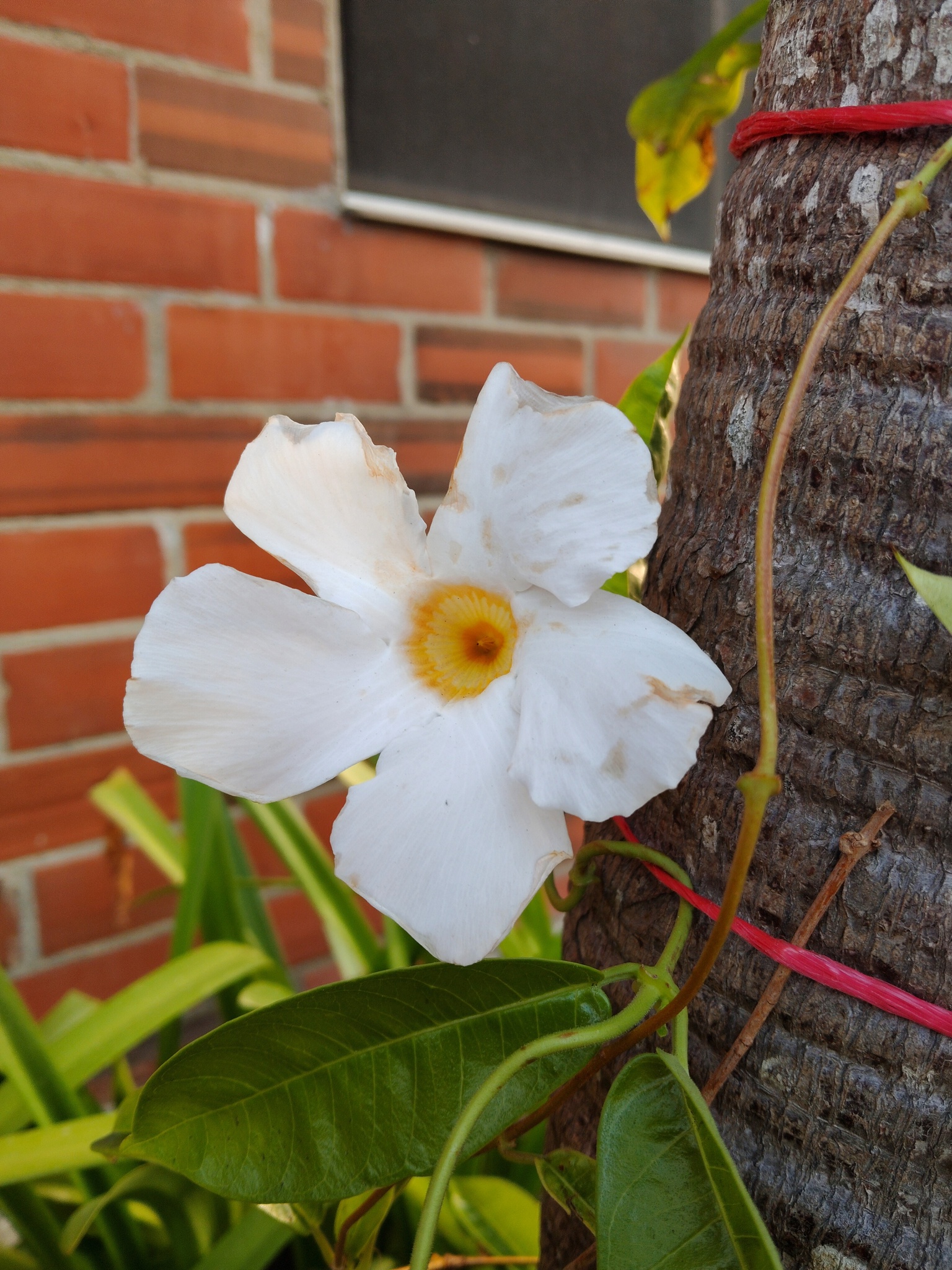 Bolivian jasmine