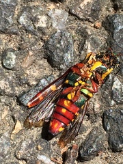 Buprestis rufipes