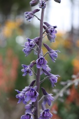 Delphinium andesicola