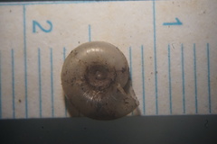 Zonitidae