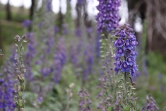 Delphinium andesicola
