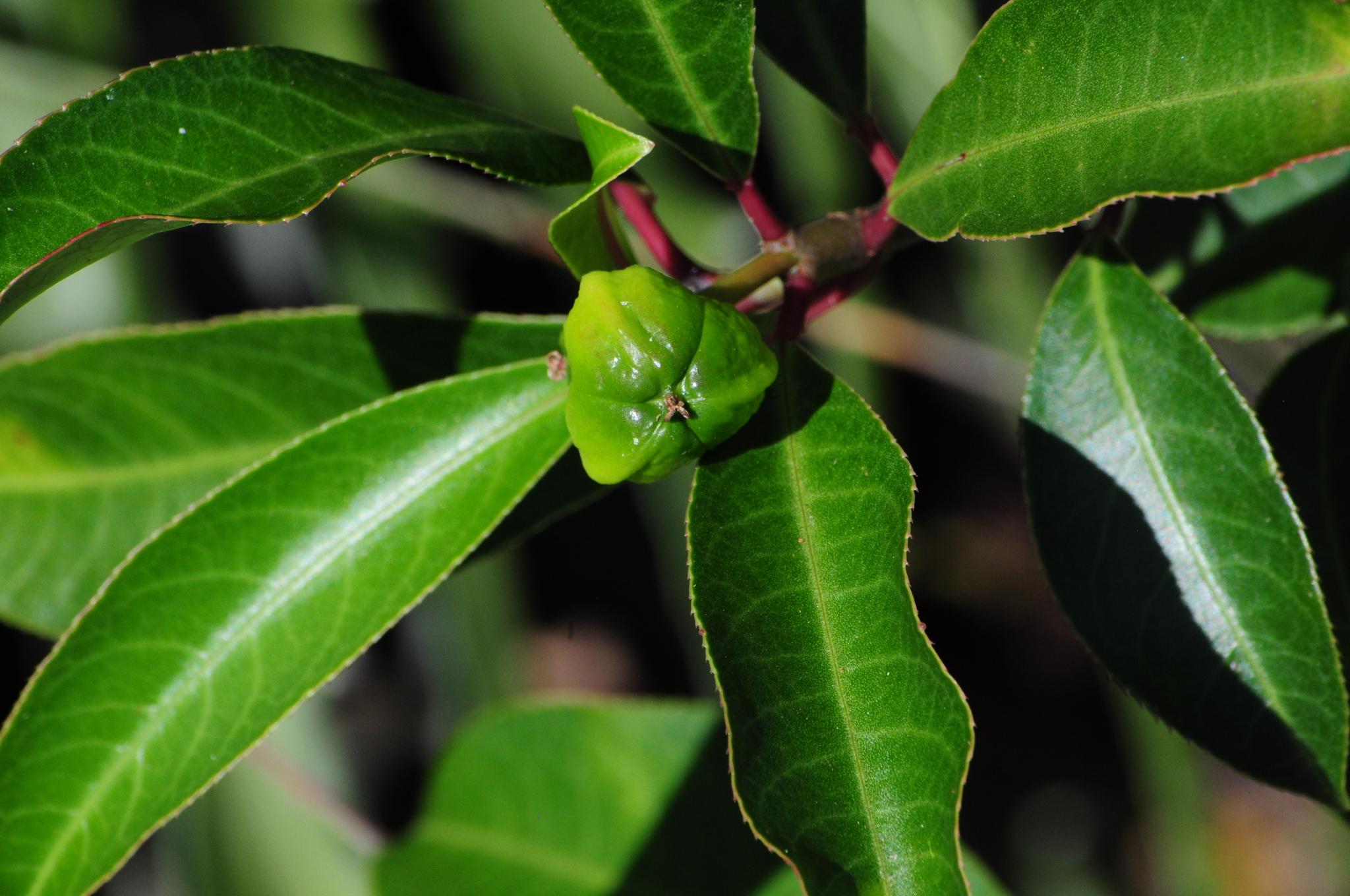 Sapium glandulosum