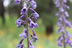 Delphinium andesicola