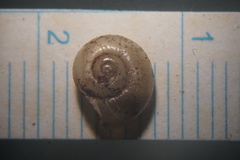 Zonitidae