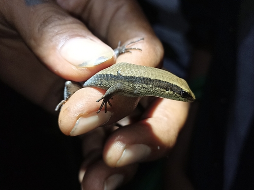Eutropis rudis