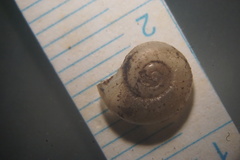 Zonitidae
