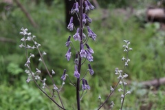 Delphinium andesicola