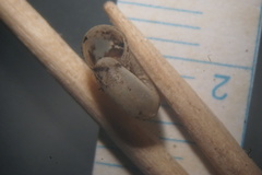Zonitidae