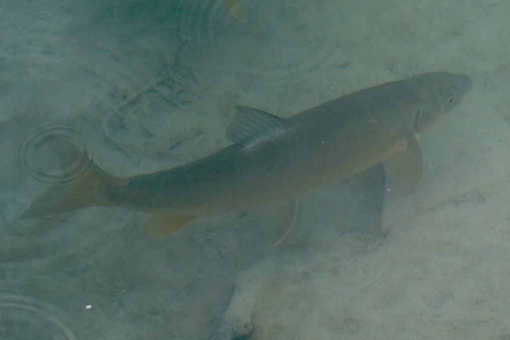 Schizothorax ninglangensis
