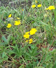 Potentilla pulcherrima