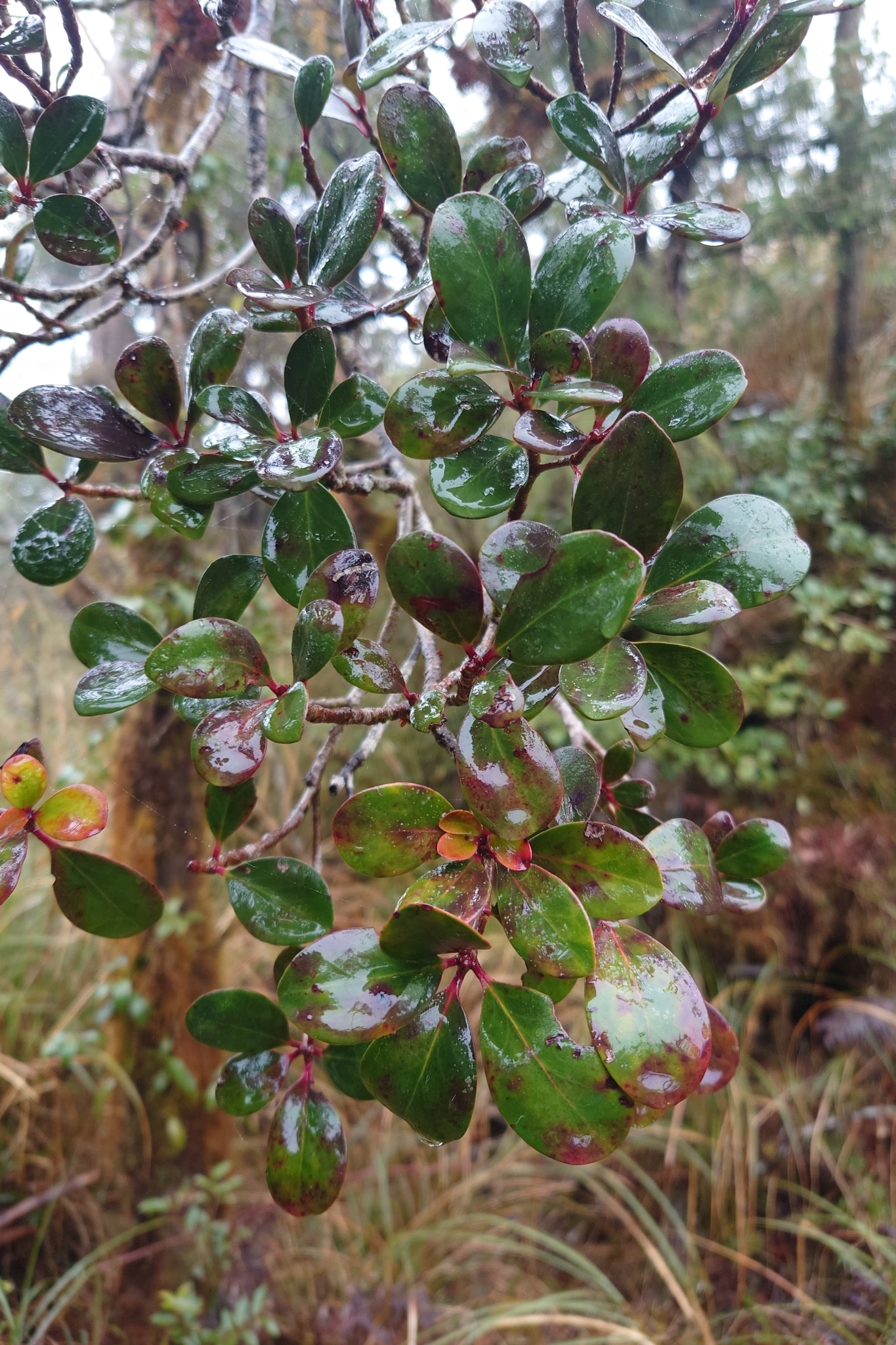 Imagem de Abricó-de-jardim