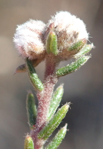 Image of Phylica karroica by (c) Nicola van Berkel, some rights reserved (CC BY-SA)
