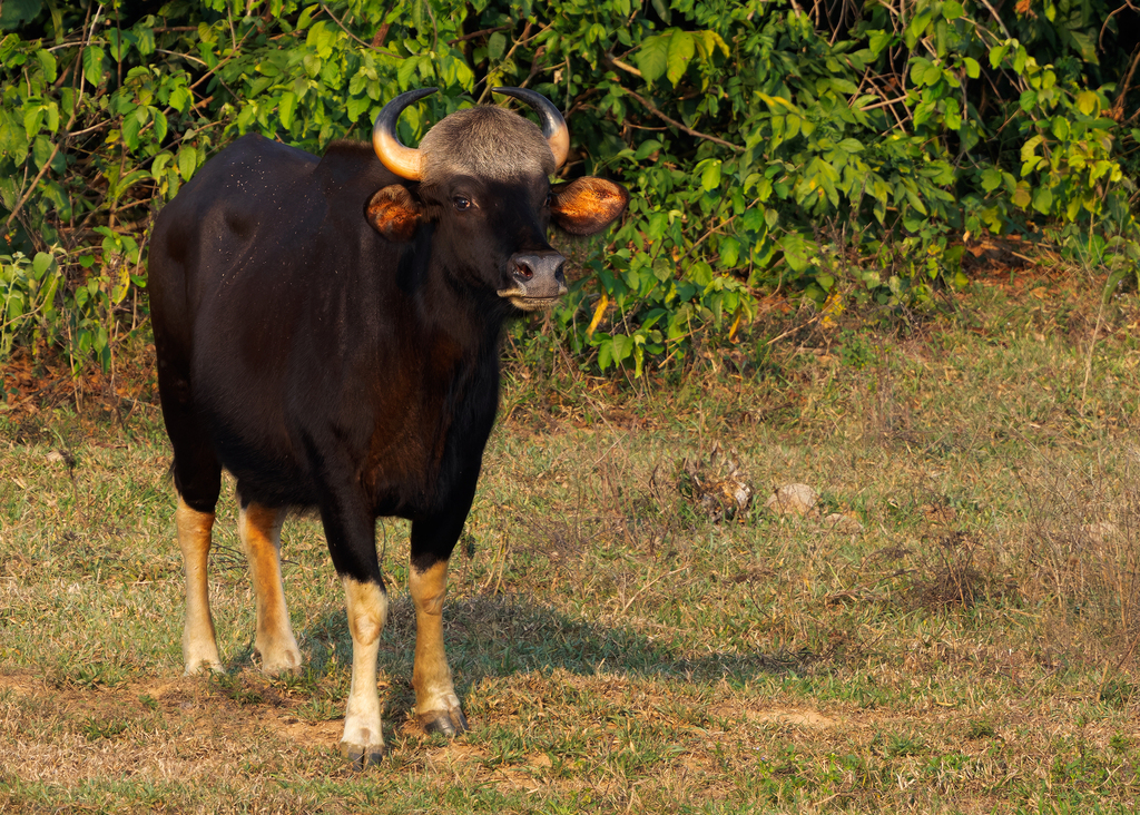 Bos gaurus, Prachuap Khiri Khan, TH, by ayuwat