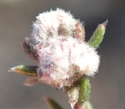 Image of Phylica karroica by (c) Nicola van Berkel, some rights reserved (CC BY-SA)