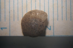 Glyphyalinia