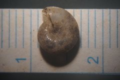 Glyphyalinia