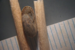 Glyphyalinia
