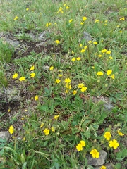 Potentilla pulcherrima