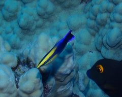 Labroides phthirophagus