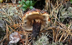 Phellodon fuligineoalbus