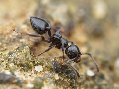 Crematogaster sewardiCrematogaster sewardi