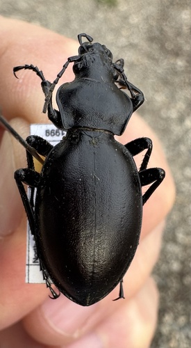 Carabus clypeatus