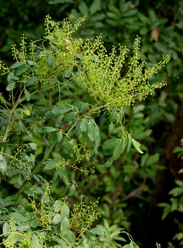 Image of Wood Gossip Caesalpinia (Ticanto crista) by no rights reserved