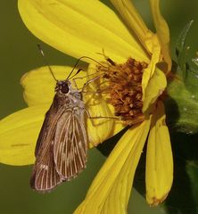 Vehilius stictomenes
