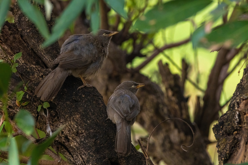 Jungle Babbler (Argya striata), photo 10